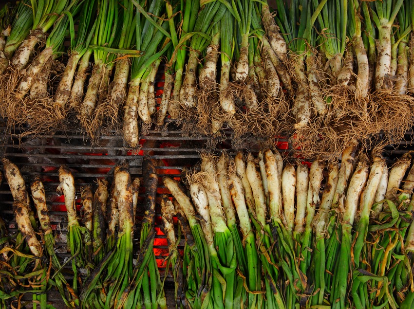 calcots_totcatalunya